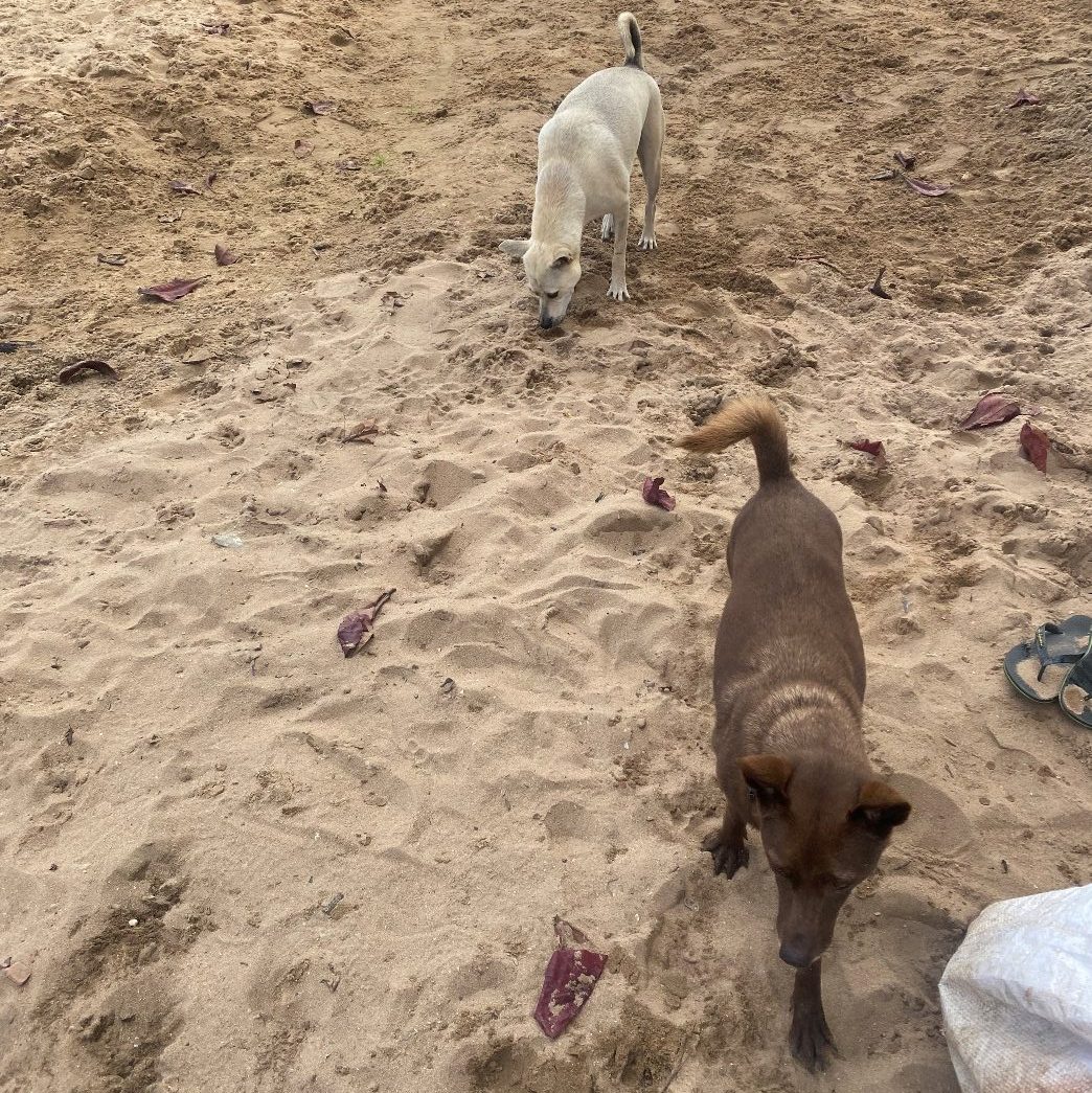 beach clean in cambodia (4)